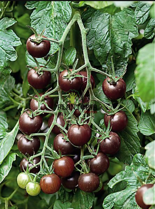 Graines et semence de tomates noires Black cherry à Casablanca Rabat Fes Marrakech Oujda Temara Kenitra Sale