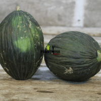 Graines et semences de melon noir Tendral tardif à Settat Berrechid Jadida Safi Essaouira Sidi bennour Temara