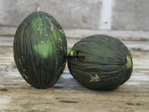 Graines et semences de melon noir Tendral tardif à Settat Berrechid Jadida Safi Essaouira Sidi bennour Temara