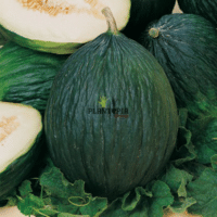 Graines et semences de melon noir tardif Tendral à Casablanca Rabat Marrakech Oujda Tanger Agadir Kenitra