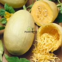 Graines & semences de courge spaghetti à Dakhla Tetouan Nador Houceima Laayoune Agadir Mohammedia