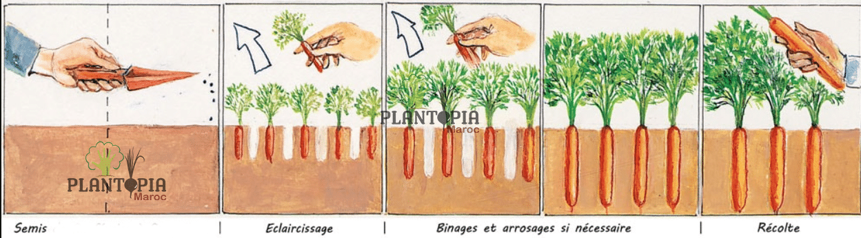Guide et coneils semis et culture de carottes au Maroc