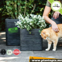 Jardinière pour plantes sensibles design carré strié à Casablanca Rabat Tanger Sale Oujda Temara Kenitra Meknes