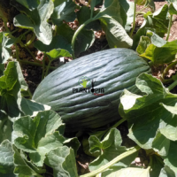Melon noir tardif au Maroc - Vente de graine et semences de melon noir tardif à Errachidia Zagora Taroudant