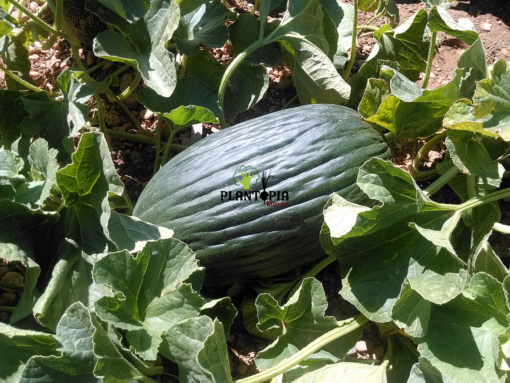 Melon noir tardif au Maroc - Vente de graine et semences de melon noir tardif à Errachidia Zagora Taroudant