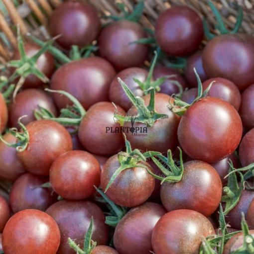 Panier de tomates cerises noires Black cherry à Tanger Agadir Essaouira Safi Tetouan Nador Mdiq Dakhla