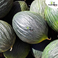 Récolte de melon noir Tendral Tardif chez Plantopia Maroc à Casablanca Oujda Tanger Rabat Marrakech Agadir