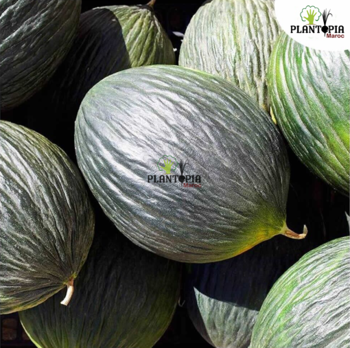 Récolte de melon noir Tendral Tardif chez Plantopia Maroc à Casablanca Oujda Tanger Rabat Marrakech Agadir