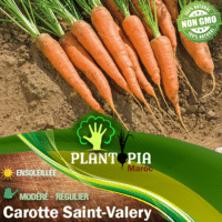Sachet de graines et semences de carottes longues Saint Valery - Plantopia Maroc