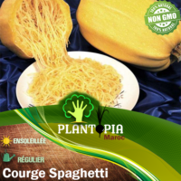 variété ancienne offre de 2 à 5 fruits, blancs puis ambrés à maturité, de 1 à 3 kg. Leur chair jaune orangé, peu calorique, se défait à la cuisson en filaments tels des spaghettis. Ils se conservent de 6 à 12 mois. Cette variété présente une croissance très vigoureuse.