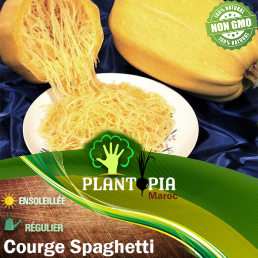 variété ancienne offre de 2 à 5 fruits, blancs puis ambrés à maturité, de 1 à 3 kg. Leur chair jaune orangé, peu calorique, se défait à la cuisson en filaments tels des spaghettis. Ils se conservent de 6 à 12 mois. Cette variété présente une croissance très vigoureuse.