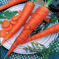Saint Valery Carrot seeds in Morocco by Plantopia Maroc - Vente de graines et semences de carottes Saint Valery
