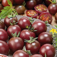 Tomate cerise noire variété ancienne Black Cherry en vente chez Plantopia Maroc à Rabat Temara Bouskoura