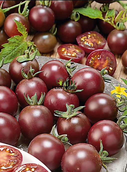 Tomate cerise noire variété ancienne Black Cherry en vente chez Plantopia Maroc à Rabat Temara Bouskoura