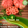 Vente Sachet de graines de tomate Montserrat - Plantopia Maroc