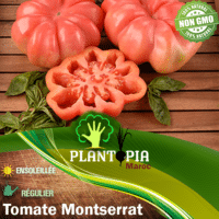 Vente Sachet de graines de tomate Montserrat - Plantopia Maroc