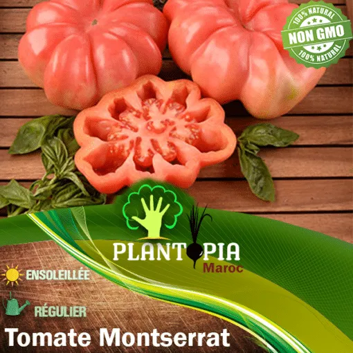 Vente Sachet de graines de tomate Montserrat - Plantopia Maroc
