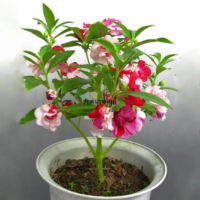 Vente de graines et semences florales Impatiens Balsamina ou Balsame des jardins à Casablanca Rabat Sale Fes