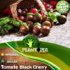 Vente de sachet de graines et semences de tomates cerises noires Black Cherry - Plantopia Maroc