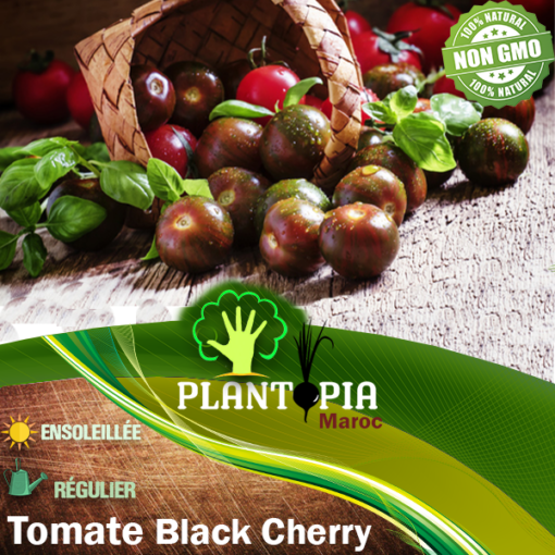 Vente de sachet de graines et semences de tomates cerises noires Black Cherry - Plantopia Maroc