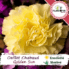 Vente de sachet de graines et semences florales - Oeillet des fleuristes chabaud jaune golden sun - Plantopia Maroc
