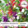 Vente de sachet de graines & semences de fleur Impatiens Balsamina - Balsam des jardins - Plantopia Maroc