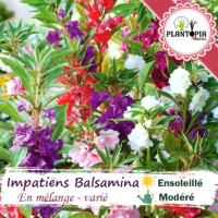 Vente de sachet de graines & semences de fleur Impatiens Balsamina - Balsam des jardins - Plantopia Maroc