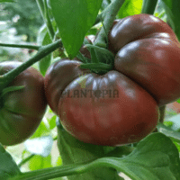 Culture de tomate noire de Crimée en pot et pleine terre au Maroc - Graines & semences de tomate