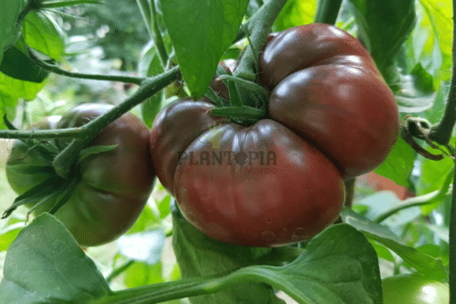 Culture de tomate noire de Crimée en pot et pleine terre au Maroc - Graines & semences de tomate