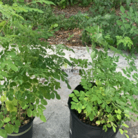 Culture et entretien de Moringa en pot au Maroc - Plantopia Maroc spécial Moringa Oleifera graines & semences