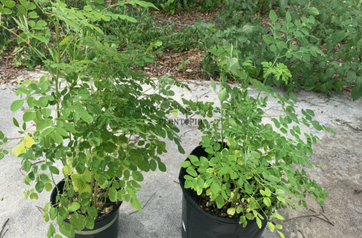 Culture et entretien de Moringa en pot au Maroc - Plantopia Maroc spécial Moringa Oleifera graines & semences