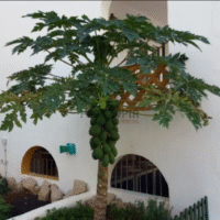 Culture et entretien de Papaye au Maroc - graines de papaye à cultiver à Casablanca Rabat Bouskoura Tanger Fes