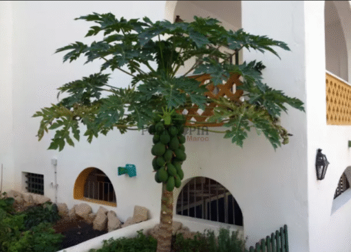 Culture et entretien de Papaye au Maroc - graines de papaye à cultiver à Casablanca Rabat Bouskoura Tanger Fes