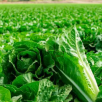 Ferme entretien et culture de laitue romaine Valladolid chez Plantopia Maroc - بيع شراء بذور خس بلد الوليد الاسباني في المغرب