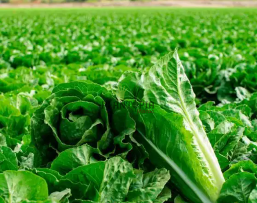 Ferme entretien et culture de laitue romaine Valladolid chez Plantopia Maroc - بيع شراء بذور خس بلد الوليد الاسباني في المغرب
