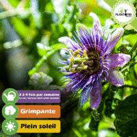 Fleur de la âssiflora Edulis au Maroc - Graines & semences de passiflora Edulis chez Plantopia Maroc