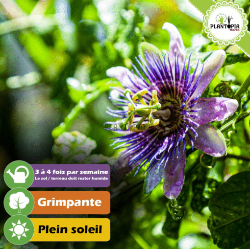Fleur de la âssiflora Edulis au Maroc - Graines & semences de passiflora Edulis chez Plantopia Maroc