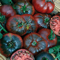 Graines et semences de tomate ancienne noire de crimee à Casablanca Rabat Marrakech Oujda Bouskoura