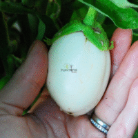 Graines aubergine blanche forme d'oeuf à Oujda Salé Fes Meknes tetouan Nador Mohammedia Essaouira Safi