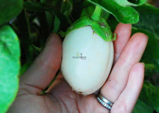 Graines aubergine blanche forme d'oeuf à Oujda Salé Fes Meknes tetouan Nador Mohammedia Essaouira Safi