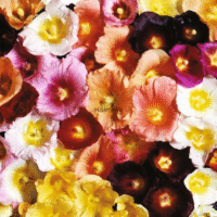 Graines de fleurs et rosiers chez Plantopia Maroc - بيع وشراء بذور الزهور والورد الخطمي الزراعية في المغرب