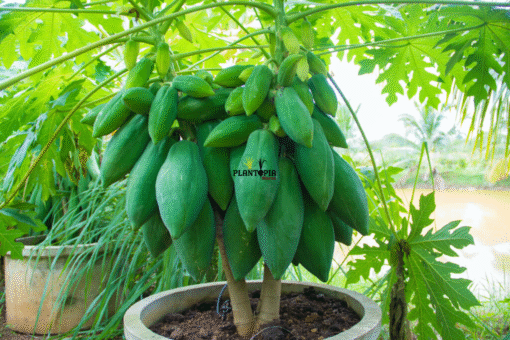 Graines et semence de Papaye tropical à Mehdia Temara Berrechid Settat El Jadida Mohammedia Beni Mellal