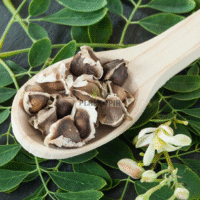 Graines & semences de Moringa Oleifera à Tanger Agadir Fes Meknes Tetouan Nador Agadir Rabat Kenitra Safi