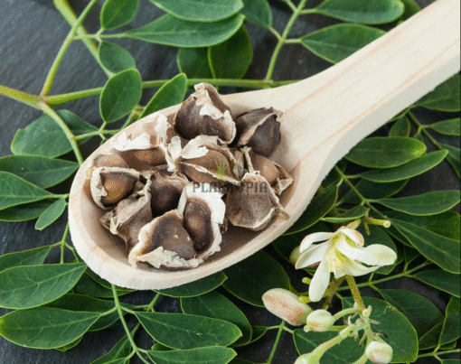 Graines & semences de Moringa Oleifera à Tanger Agadir Fes Meknes Tetouan Nador Agadir Rabat Kenitra Safi