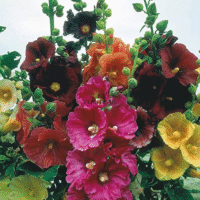Graines & semences de la rose trémière à Safi Essaouira Tetouan Nador Houceima Beni Mellal Dakhla Sale Settat