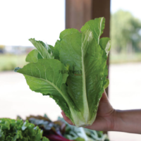 Graines & semences de laitue romaine variété Valladolid à Casablanca Rabat Boukoura Marrakech Tanger Agadir