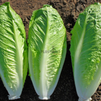 Graines & semences laitue romaine Valladolid à Safi Essaouira Oujda Kenitra Temara Tetouan Dar Bouazza Sale