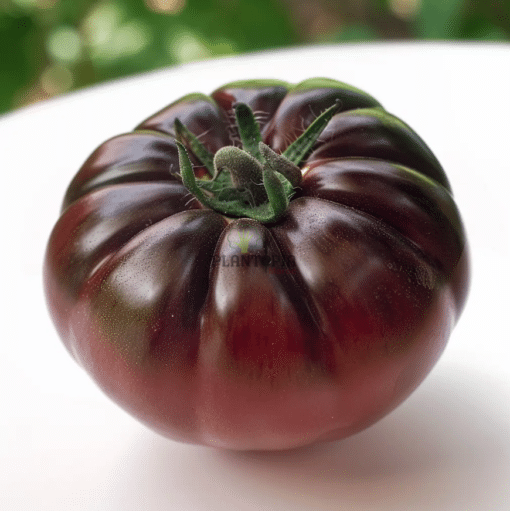 Heirloom tomato seeds best seller in Morocco - Black Krimean tomato seed packet by Plantopia Maroc