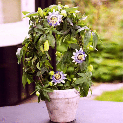 Plante du Fruit de la passion au Maroc - Graines Passiflora Edulis fruitier grimpant