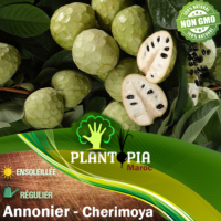 Sachet de graines & semences d'annonier Cherimoya - Graines Annona Cherimola - Plantopia Maroc